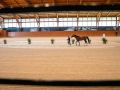 Un caballo se prepara en la pista de entrenamiento de Casas Novas