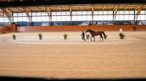 Un caballo se prepara en la pista de entrenamiento de Casas Novas
