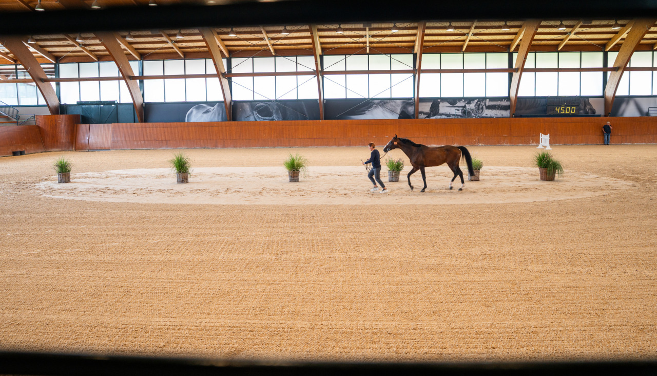 Un caballo se prepara en la pista de entrenamiento de Casas Novas
